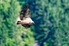 Vautour fauve - Gyps fulvus - Griffon Vulture<br>Baronnies provençales