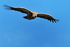 Vautour fauve - Gyps fulvus - Griffon Vulture<br>Baronnies provençales