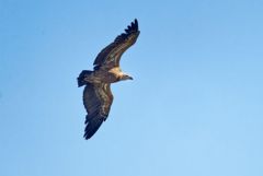 Vautour fauve - Gyps fulvus - Griffon Vulture<br>Baronnies provençales