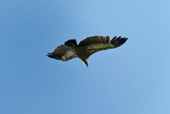 Vautour fauve - Gyps fulvus - Griffon Vulture<br>Les Ecrins