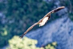 Vautour fauve - Gyps fulvus - Griffon Vulture<br>Baronnies provençales