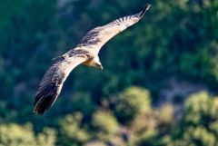 Vautour fauve - Gyps fulvus - Griffon Vulture<br>Baronnies provençales