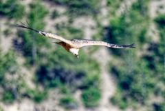 Vautour fauve - Gyps fulvus - Griffon Vulture<br>Baronnies provençales