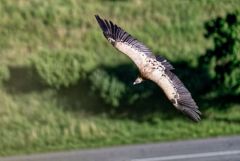 Vautour fauve - Gyps fulvus - Griffon Vulture<br>Baronnies provençales