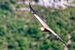 Vautour fauve - Gyps fulvus - Griffon Vulture<br>Baronnies provençales