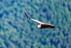 Vautour fauve - Gyps fulvus - Griffon Vulture<br>Baronnies provençales