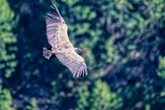 Vautour fauve - Gyps fulvus - Griffon Vulture<br>Baronnies provençales