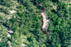 Vautour fauve - Gyps fulvus - Griffon Vulture<br>Baronnies provençales