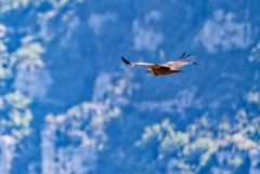 Vautour fauve - Gyps fulvus - Griffon Vulture<br>Baronnies provençales