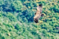 Vautour fauve - Gyps fulvus - Griffon Vulture<br>Baronnies provençales