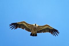 Vautour fauve - Gyps fulvus - Griffon Vulture<br>Baronnies provençales