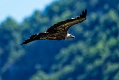 Vautour fauve - Gyps fulvus - Griffon Vulture<br>Baronnies provençales