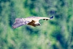 Vautour fauve - Gyps fulvus - Griffon Vulture<br>Baronnies provençales