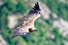 Vautour fauve - Gyps fulvus - Griffon Vulture<br>Baronnies provençales