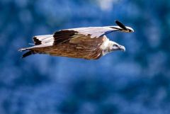 Vautour fauve - Gyps fulvus - Griffon Vulture<br>Baronnies provençales