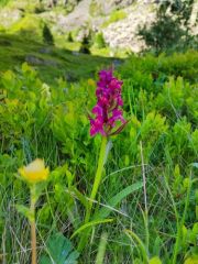 Orchis sureau - Dactylorhiza sambucina<br>les Ecrins