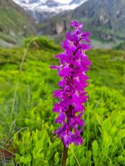 Orchis élevé - Dactylorhiza elata<br>les Ecrins