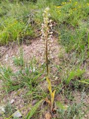 Orchis bouc - Himantoglossum hircinum<br>Baronnies provençales