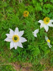 Pulsatille des Alpes - Pulsatilla alpina<br>les Ecrins