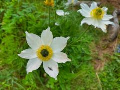 Pulsatille des Alpes - Pulsatilla alpina<br>les Ecrins