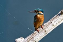 Martin pêcheur d'Europe - Alcedo atthis - Common Kingfisher<br>Région parisienne