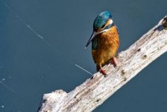 Martin pêcheur d'Europe - Alcedo atthis - Common Kingfisher<br>Région parisienne