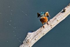 Martin pêcheur d'Europe - Alcedo atthis - Common Kingfisher<br>Région parisienne