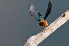 Martin pêcheur d'Europe - Alcedo atthis - Common Kingfisher<br>Région parisienne