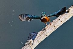 Martin pêcheur d’Europe - Alcedo 
                atthis<br>Common Kingfisher<br>Région parisienne