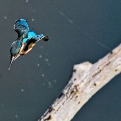 Martin pêcheur d'Europe - Alcedo atthis - Common Kingfisher<br>Région parisienne