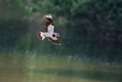 Vanneau huppé - Vanellus vanellus - Northern Lapwing<br>Région parisienne