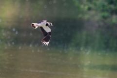 Vanneau huppé - Vanellus vanellus - Northern Lapwing<br>Région parisienne