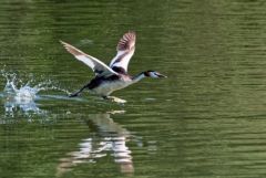 Grèbe huppé - Podiceps cristatus - Great Crested Grebe<br>Région parisienne