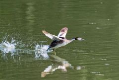 Grèbe huppé - Podiceps cristatus - Great Crested Grebe<br>Région parisienne