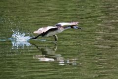 Grèbe huppé - Podiceps cristatus - Great Crested Grebe<br>Région parisienne