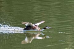 Grèbe huppé - Podiceps cristatus - Great Crested Grebe<br>Région parisienne