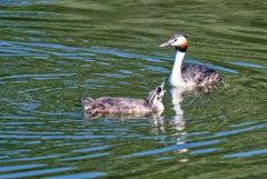 Grèbe huppé (adulte et poussin) - Podiceps cristatus - Great Crested Grebe<br>Région parisienne