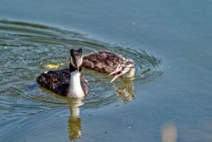 Grèbe huppé (adulte et poussin) - Podiceps cristatus - Great Crested Grebe<br>Région parisienne