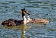 Grèbe huppé (adulte et poussin) - Podiceps cristatus - Great Crested Grebe<br>Région parisienne