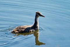 Grèbe huppé (poussin) - Podiceps cristatus - Great Crested Grebe<br>Région parisienne