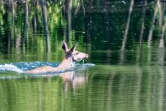 Cerf élaphe (biche)- Cervus elaphus<br>Région parisienne