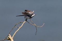 Bergeronnette grise - Motacilla alba - White Wagtail<br>Région Parisienne