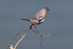 Bergeronnette grise - Motacilla alba - White Wagtail<br>Région Parisienne