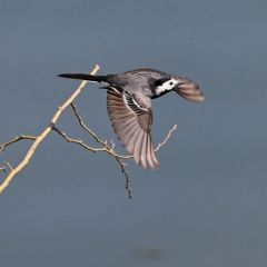 Bergeronnette grise - Motacilla alba - White Wagtail<br>Région Parisienne