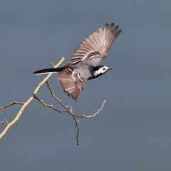 Bergeronnette grise - Motacilla alba - White Wagtail<br>Région Parisienne