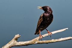 Étourneau sansonnet - Sturnus vulgaris - Common Starling<br>Région Parisienne