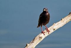 Étourneau sansonnet - Sturnus vulgaris - Common Starling<br>Région Parisienne