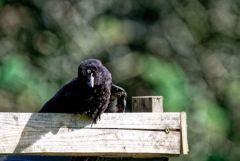 Corneille noire juvénile - Corvus corone - Carrion Crow<br>Région Parisienne