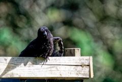 Corneille noire juvénile - Corvus corone - Carrion Crow<br>Région Parisienne