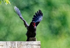 Corneille noire juvénile - Corvus corone - Carrion Crow<br>Région Parisienne